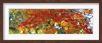 Framed Fall Foliage, Guilford, Baltimore City, Maryland, USA