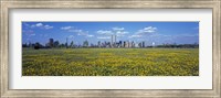 Framed Yellow Flowers in a park with Manhattan in the background, New York City