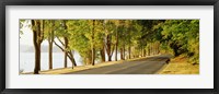 Framed Trees on both sides of a road, Lake Washington Boulevard, Seattle, Washington State, USA