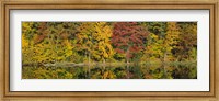 Framed Reflection of trees in water, Saratoga Springs, New York City, New York State, USA