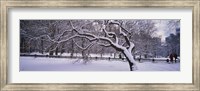 Framed Trees covered with snow in a park, Central Park, New York City, New York state, USA