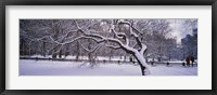 Framed Trees covered with snow in a park, Central Park, New York City, New York state, USA