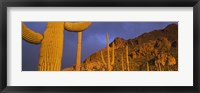 Framed Saguaro Cactus, Tucson, Arizona, USA