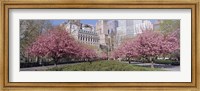 Framed Cherry Trees, Battery Park, NYC, New York City, New York State, USA