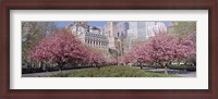 Framed Cherry Trees, Battery Park, NYC, New York City, New York State, USA