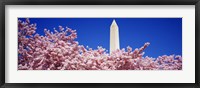 Framed Washington Monument and cherry blossoms, Washington DC