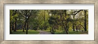 Framed Trees In A Park, Central Park, NYC, New York City, New York State, USA