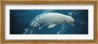 Framed Close-up of a Beluga whale in an aquarium, Shedd Aquarium, Chicago, Illinois, USA