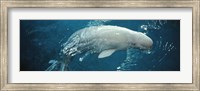 Framed Close-up of a Beluga whale in an aquarium, Shedd Aquarium, Chicago, Illinois, USA
