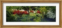 Framed High Angle View Of Flowers In A Garden, Baltimore, Maryland, USA
