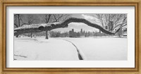 Framed Bare trees in a park, Lincoln Park, Chicago, Illinois, USA