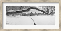 Framed Bare trees in a park, Lincoln Park, Chicago, Illinois, USA