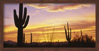 Framed Sunset Saguaro Cactus Saguaro National Park AZ