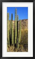 Framed Organ Pipe Cactus in Arizona (vertical)