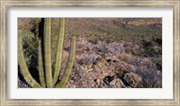 Framed Organ Pipe Cactus in Arizona