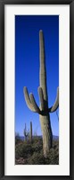Framed Saguaro Cactus AZ