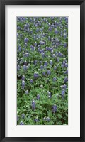 Framed High angle view of plants, Bluebonnets, Austin, Texas, USA
