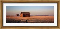 Framed Barn in a field, Hobson, Montana, USA