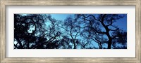 Framed Silhouette of an Oak tree, Oakland, California, USA