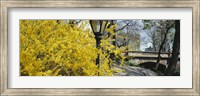 Framed Forsythia in bloom, Central Park, Manhattan, New York City, New York State, USA