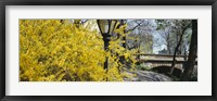 Framed Forsythia in bloom, Central Park, Manhattan, New York City, New York State, USA