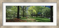 Framed Red and white tulips around trees, Central Park, Manhattan, New York City, New York State, USA