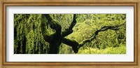 Framed Moss growing on the trunk of a Weeping Willow tree, Japanese Garden, Washington Park, Portland, Oregon, USA