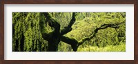 Framed Moss growing on the trunk of a Weeping Willow tree, Japanese Garden, Washington Park, Portland, Oregon, USA