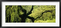 Framed Moss growing on the trunk of a Weeping Willow tree, Japanese Garden, Washington Park, Portland, Oregon, USA