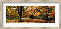 Framed Trees in a forest, Central Park, Manhattan, New York City, New York, USA