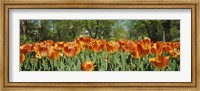Framed Sherwood Gardens Tulips, Baltimore, Maryland