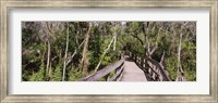 Framed Boardwalk passing through a forest, Lettuce Lake Park, Tampa, Hillsborough County, Florida, USA