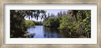 Framed River passing through a forest, Hillsborough River, Lettuce Lake Park, Tampa, Hillsborough County, Florida, USA