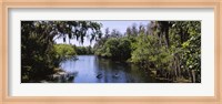 Framed River passing through a forest, Hillsborough River, Lettuce Lake Park, Tampa, Hillsborough County, Florida, USA