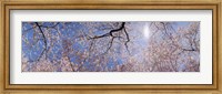 Framed Low angle view of Cherry Blossom trees, Washington DC, USA