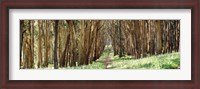 Framed Walkway passing through a forest, The Presidio, San Francisco, California, USA