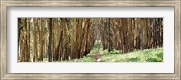 Framed Walkway passing through a forest, The Presidio, San Francisco, California, USA