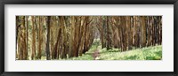 Framed Walkway passing through a forest, The Presidio, San Francisco, California, USA