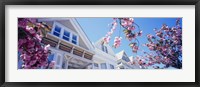 Framed Low angle view of Cherry Blossom flowers in front of buildings, San Francisco, California, USA