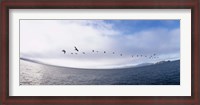 Framed Pelicans flying over the sea, Alcatraz, San Francisco, California, USA