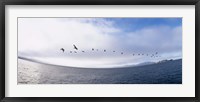 Framed Pelicans flying over the sea, Alcatraz, San Francisco, California, USA