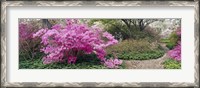 Framed Azalea flowers in a garden, Garden of Eden, Ladew Topiary Gardens, Monkton, Baltimore County, Maryland, USA