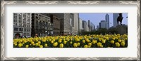 Framed Tulip flowers in a park with buildings in the background, Grant Park, South Michigan Avenue, Chicago, Cook County, Illinois, USA