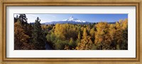 Framed Cottonwood trees in a forest, Mt Hood, Hood River, Mt. Hood National Forest, Oregon, USA