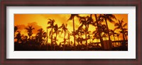 Framed Palm trees on the beach, The Setai Hotel, South Beach, Miami Beach, Florida, USA