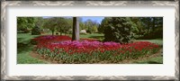 Framed Azalea and Tulip Flowers in a park, Sherwood Gardens, Baltimore, Maryland, USA