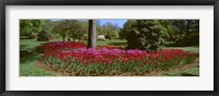 Framed Azalea and Tulip Flowers in a park, Sherwood Gardens, Baltimore, Maryland, USA