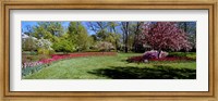 Framed Tulips and cherry trees in a garden, Sherwood Gardens, Baltimore, Maryland, USA