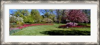 Framed Tulips and cherry trees in a garden, Sherwood Gardens, Baltimore, Maryland, USA