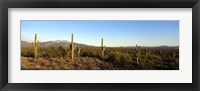 Framed Saguaro cacti in a desert, Four Peaks, Phoenix, Maricopa County, Arizona, USA